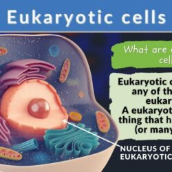 Cell language meaning